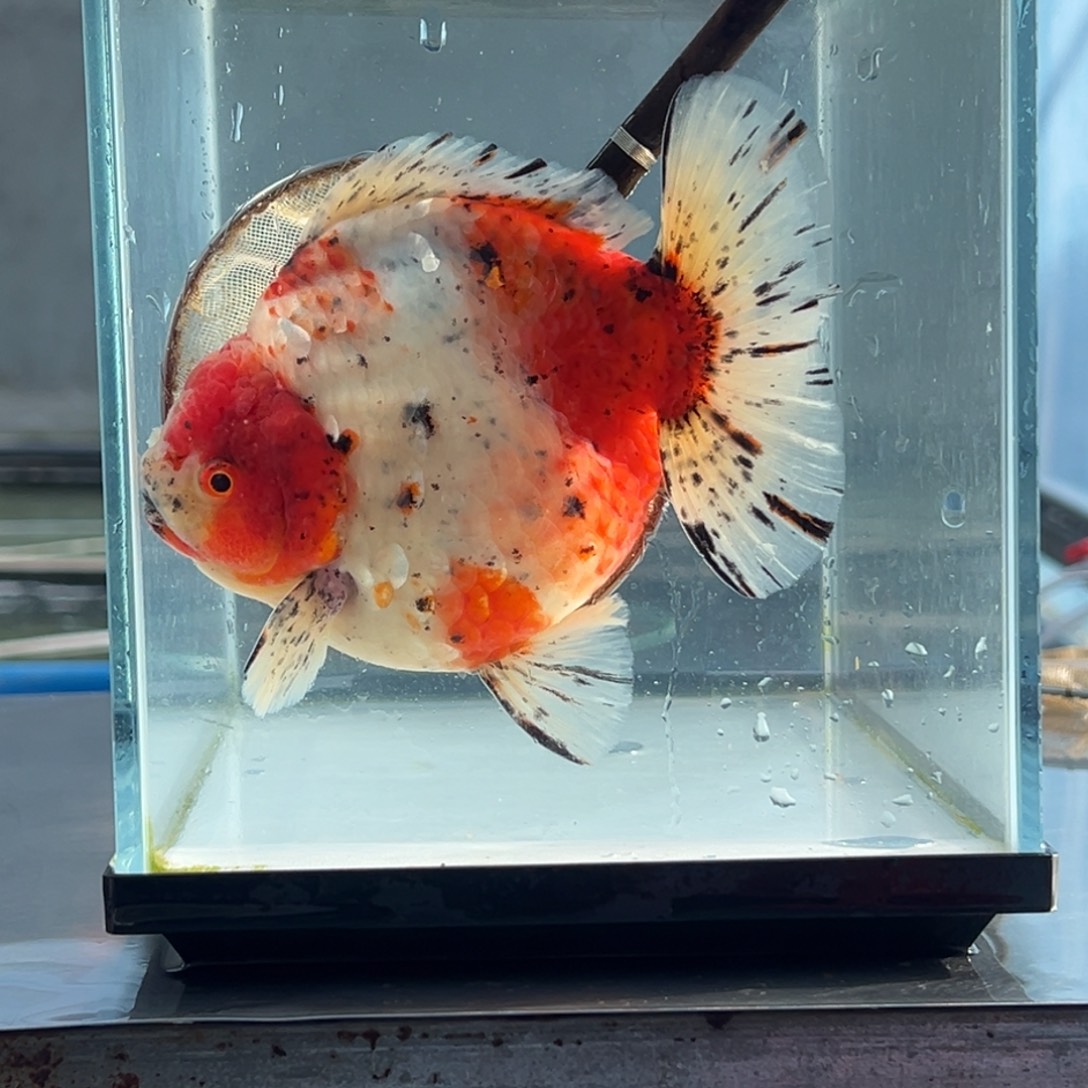 金鱼11111111255555668885565888445