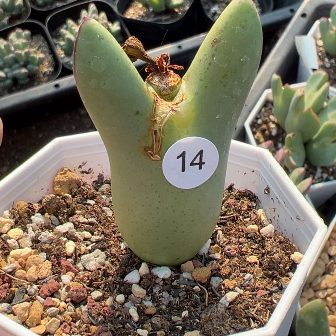 多肉植物111111111111