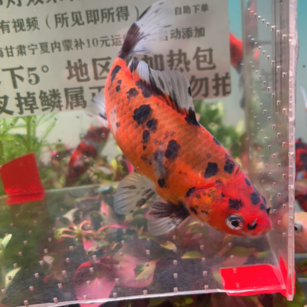 280号13-14公分斑点黄虎短尾草金鱼观赏鱼（母鱼）