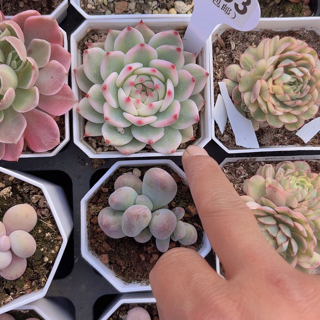 A753吉娃娃锦一物一拍