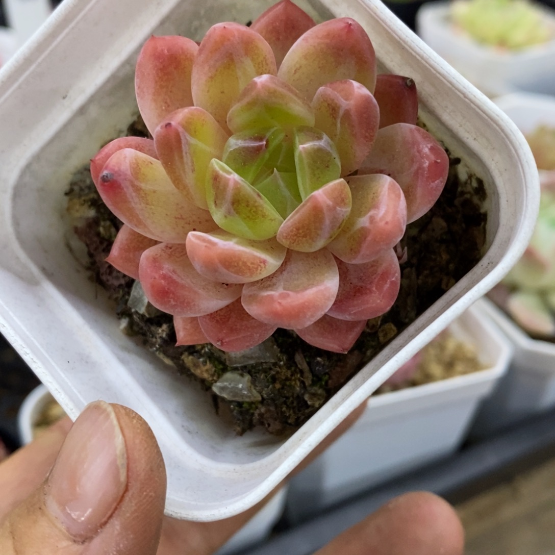 精品多肉一物一拍不包整137