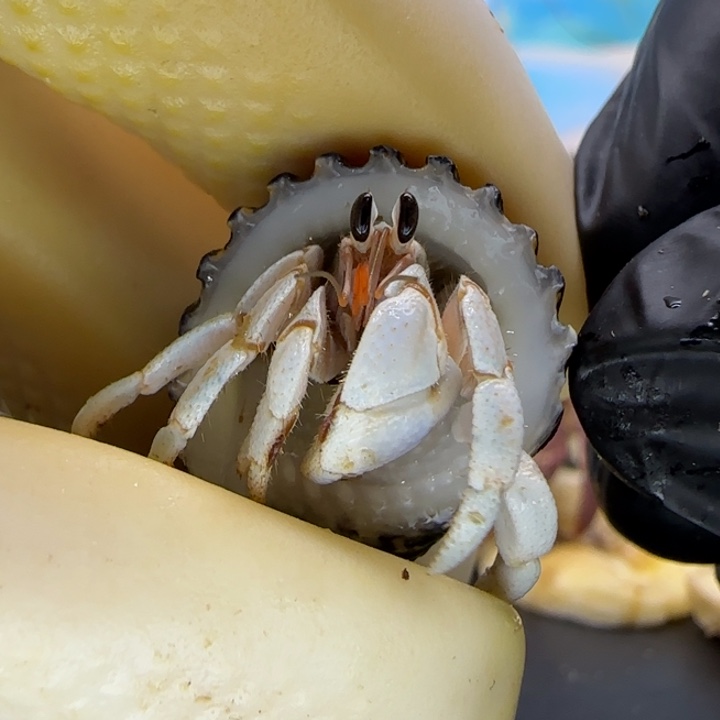 A30干净蓝白 西沙1.0cm口径