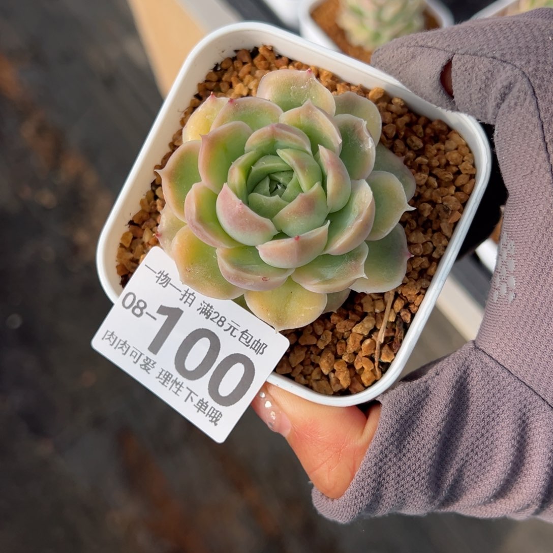 水晶虾饺多肉多肉多肉多肉