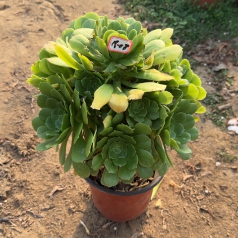 18-118绿羊绒多肉植物