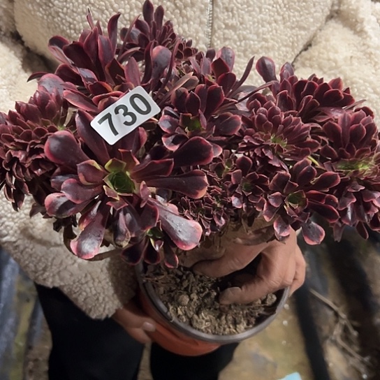 葵***花一颗多肉法师植物 