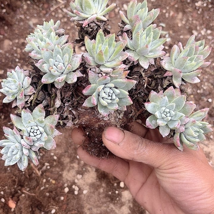 仙女杯多肉植物提取