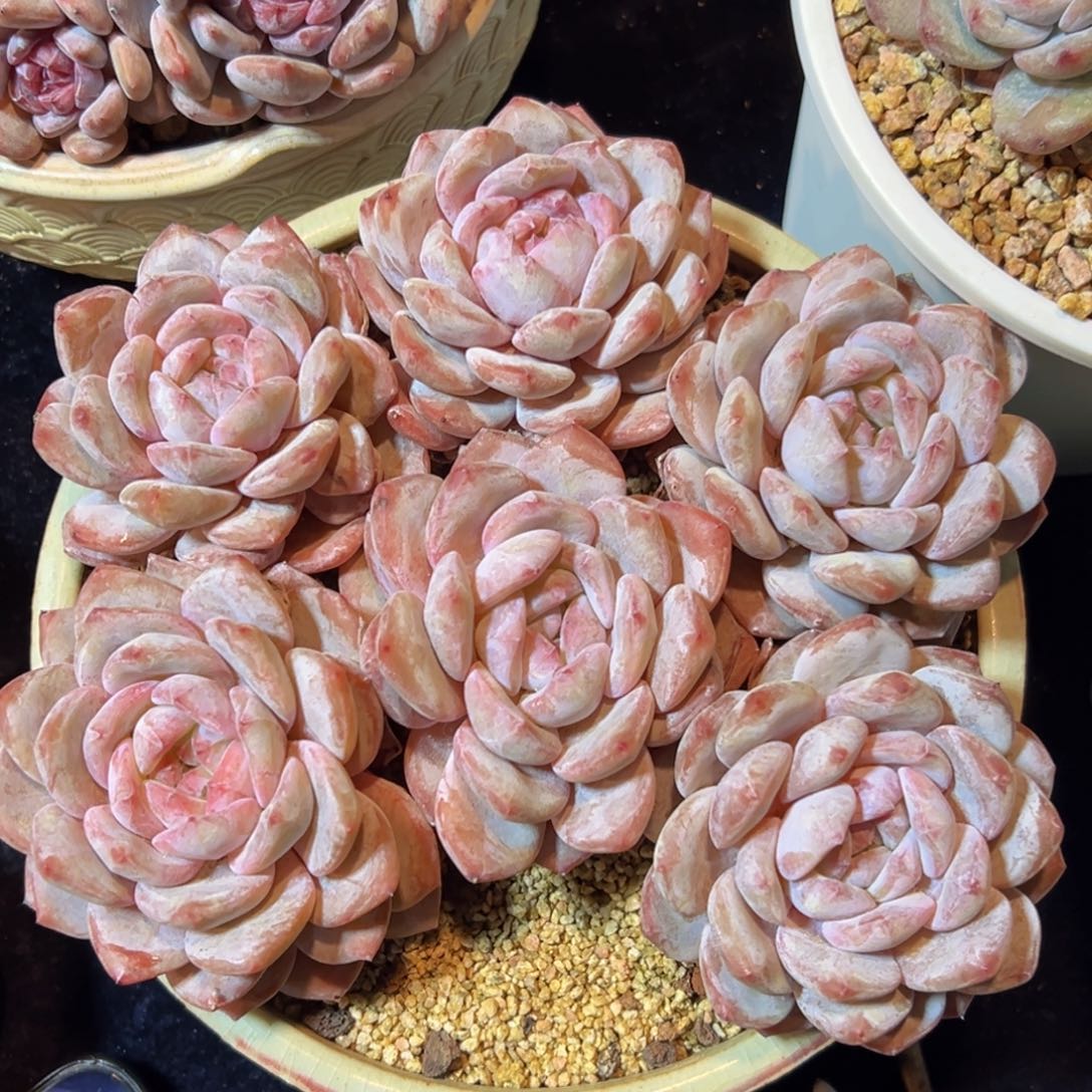 新年快乐 新年快乐