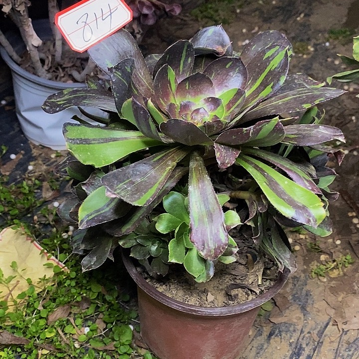 花白鹿老桩捧花814号