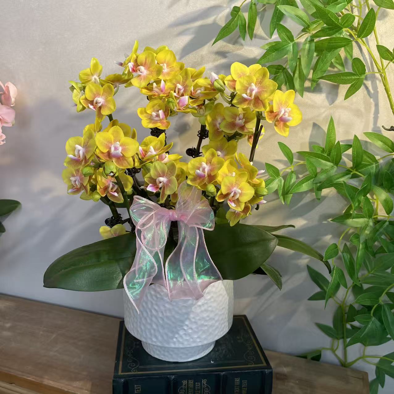 蝴蝶兰《香水黄金》稀有香味蝴蝶兰 苗情优质叶片碧绿 基地直发
