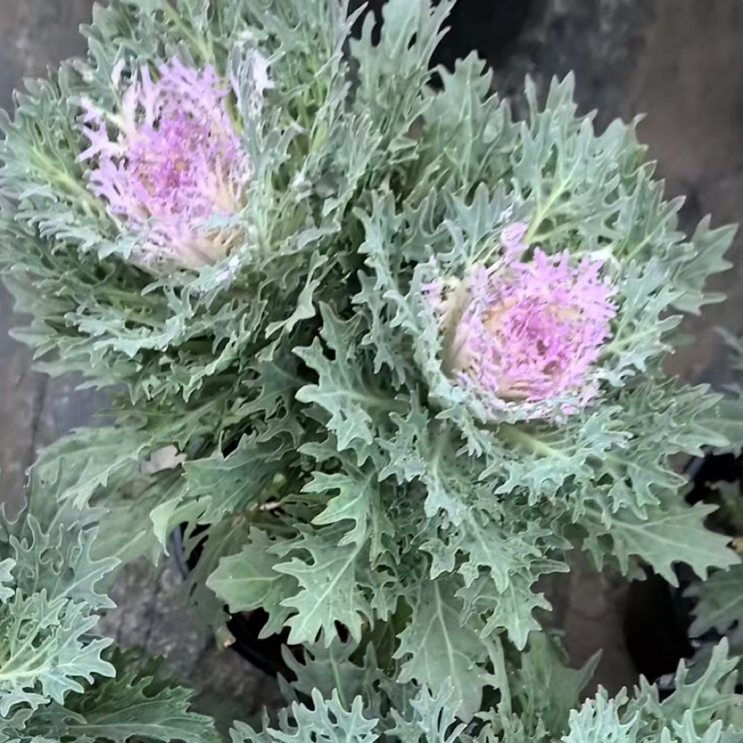 【花妈妈】3头白羽鹤玫瑰甘蓝阳台庭院,耐寒耐冻好看易活好养多年生