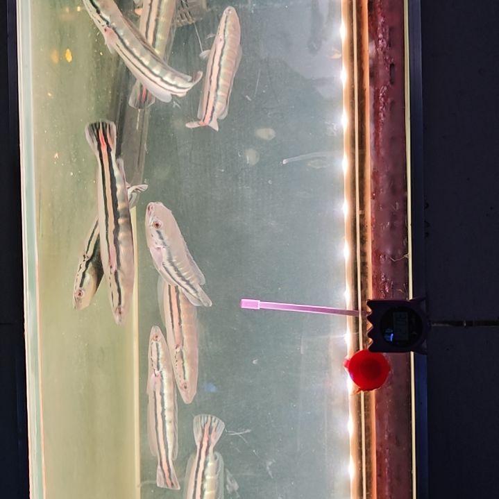 海水鱼亚马逊蓝帆大铅笔