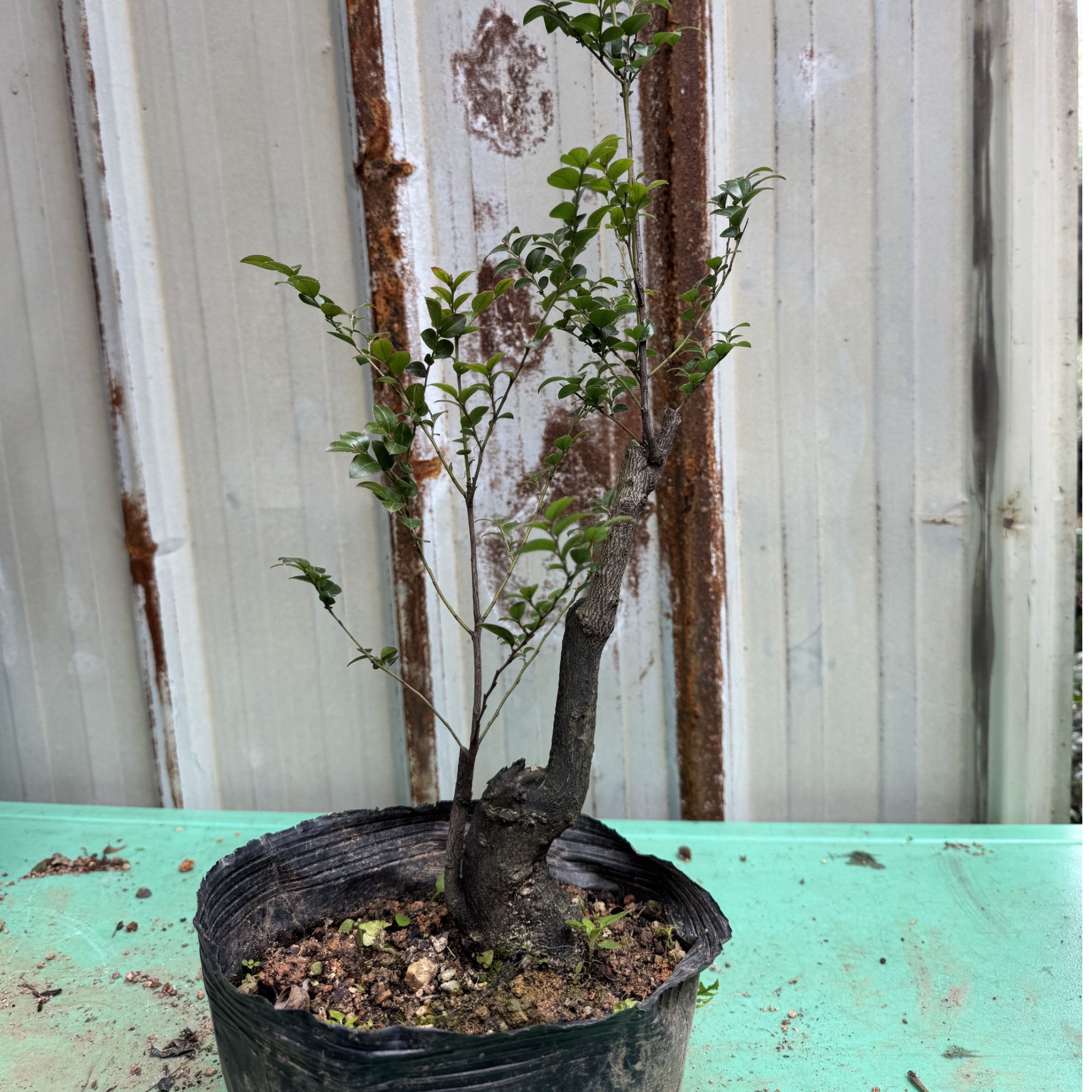 室内盆栽黑骨茶D4