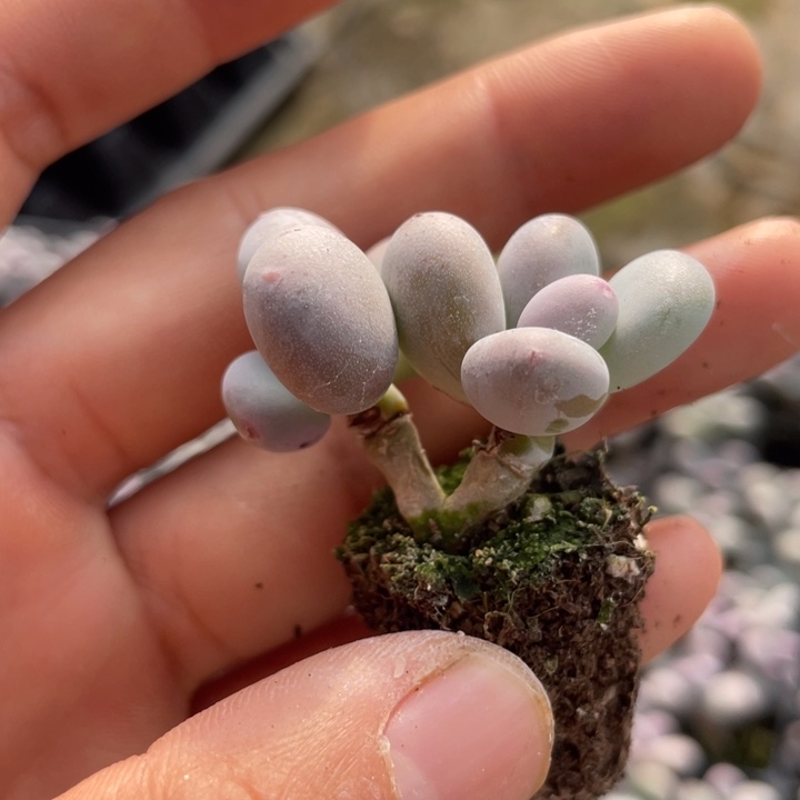 一物一拍满18包邮