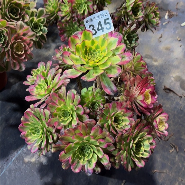 红陶舞天姬34500000