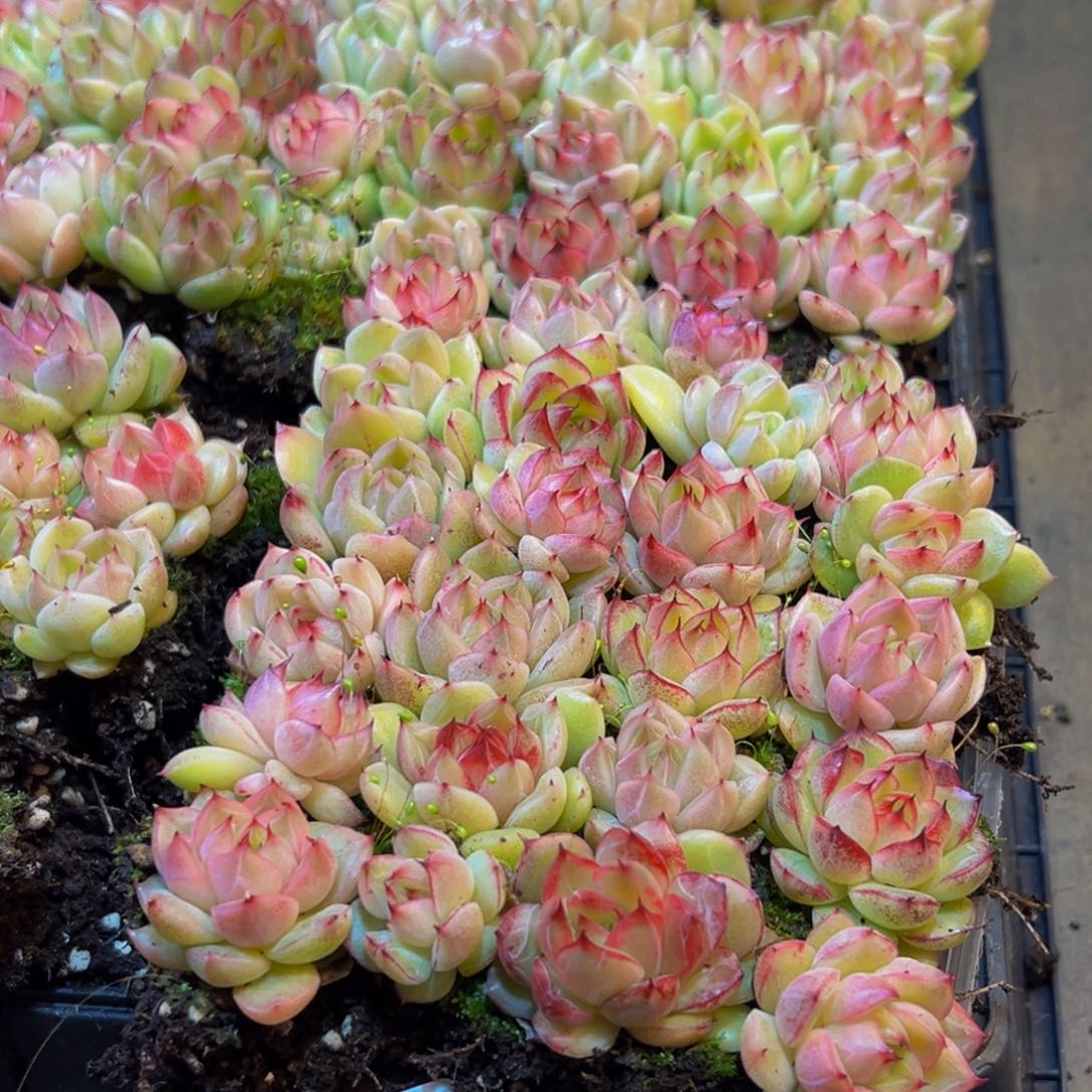 960多肉植物量拍一盒保底24颗