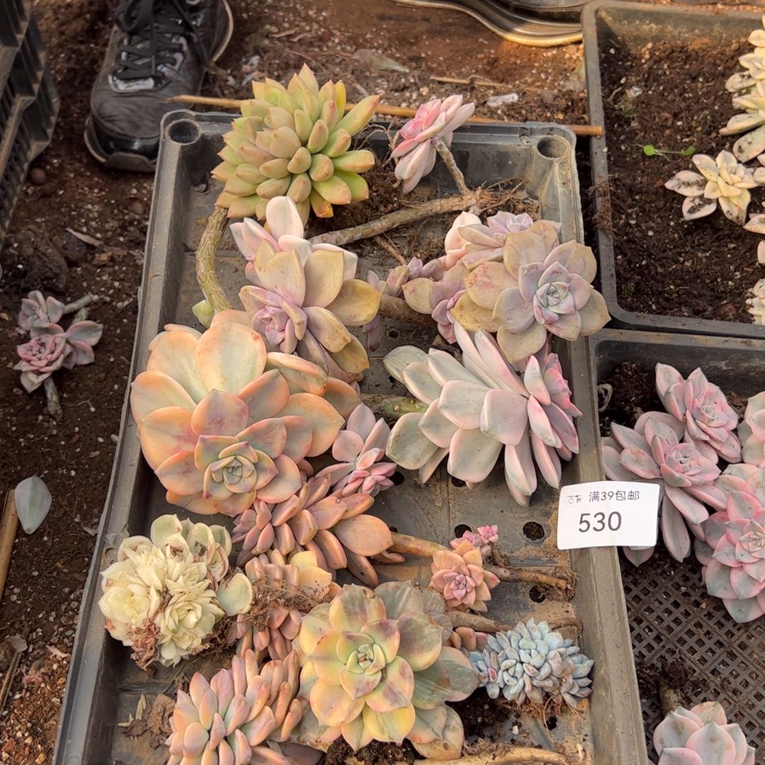 530多肉植物纤维维生素