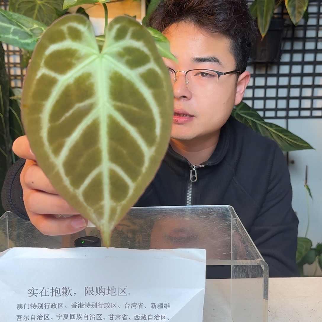 完全开放黑水晶杂skg灰N145