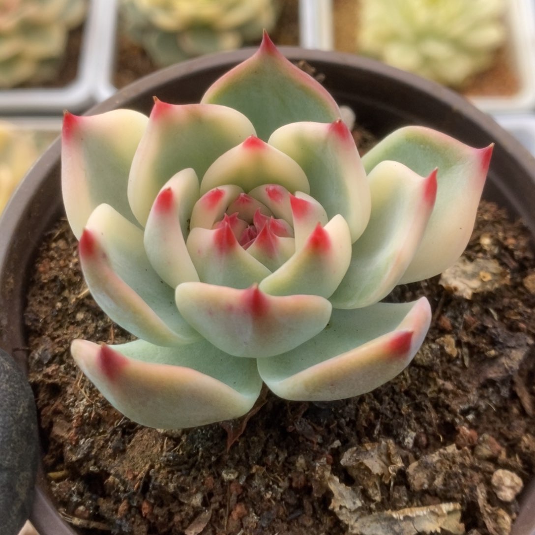 016锦锦锦锦锦锦锦锦