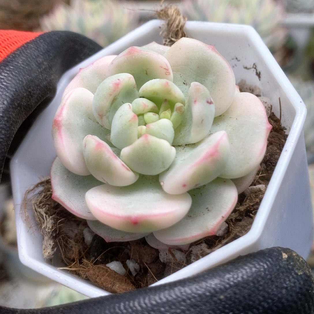 187香草锦锦锦锦锦锦锦