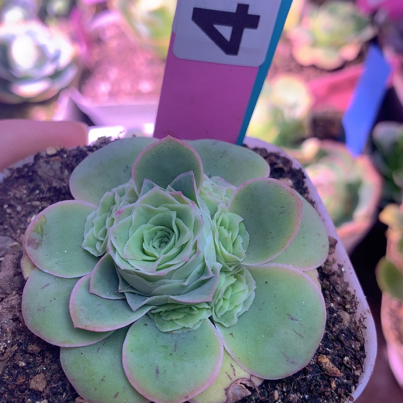 【闪购商品】yjj471一颗惊鸿