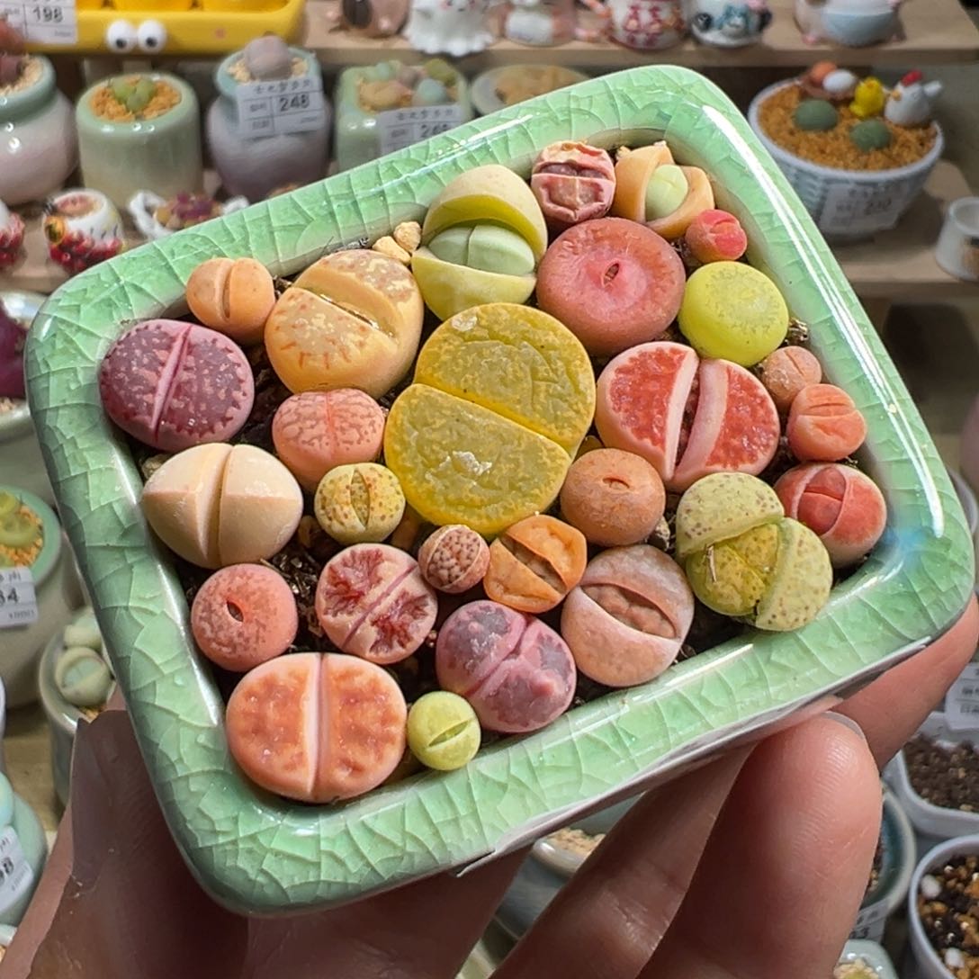 多肉植物258号拼盘