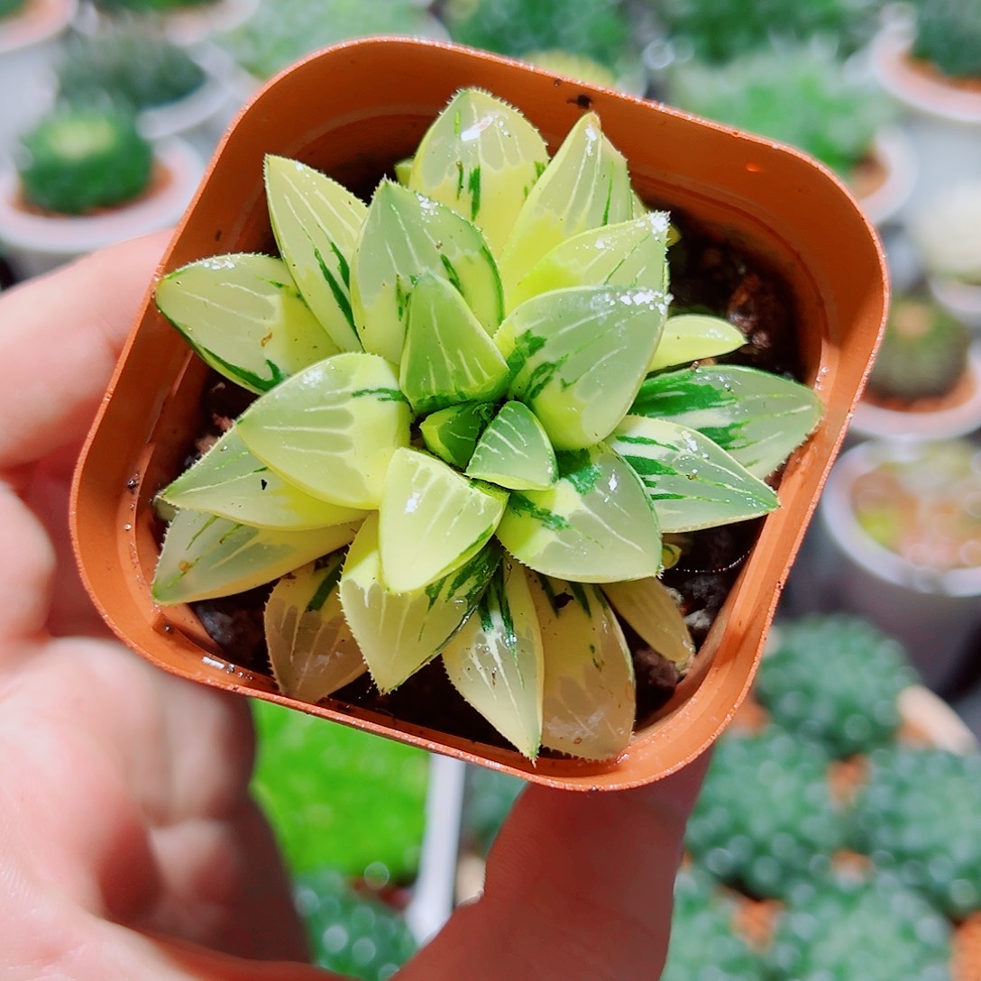 姬寿锦多肉多肉多肉