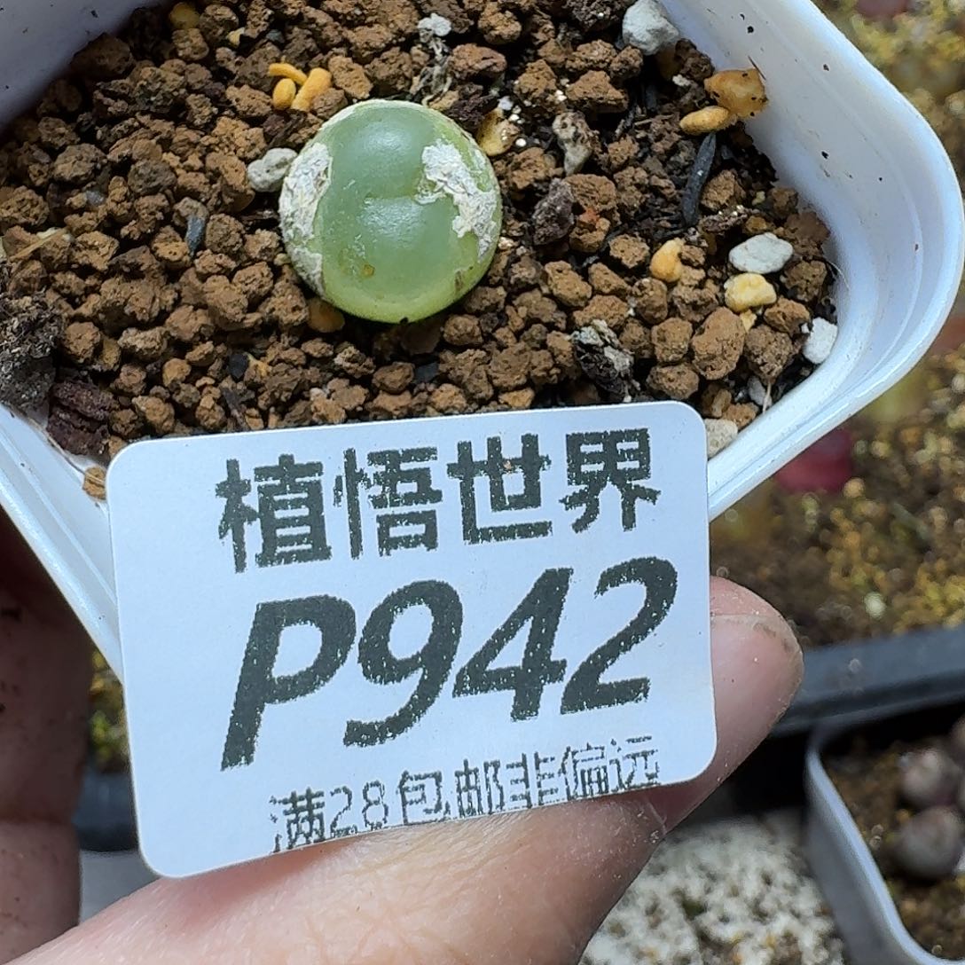 多肉植物的润泽fgh