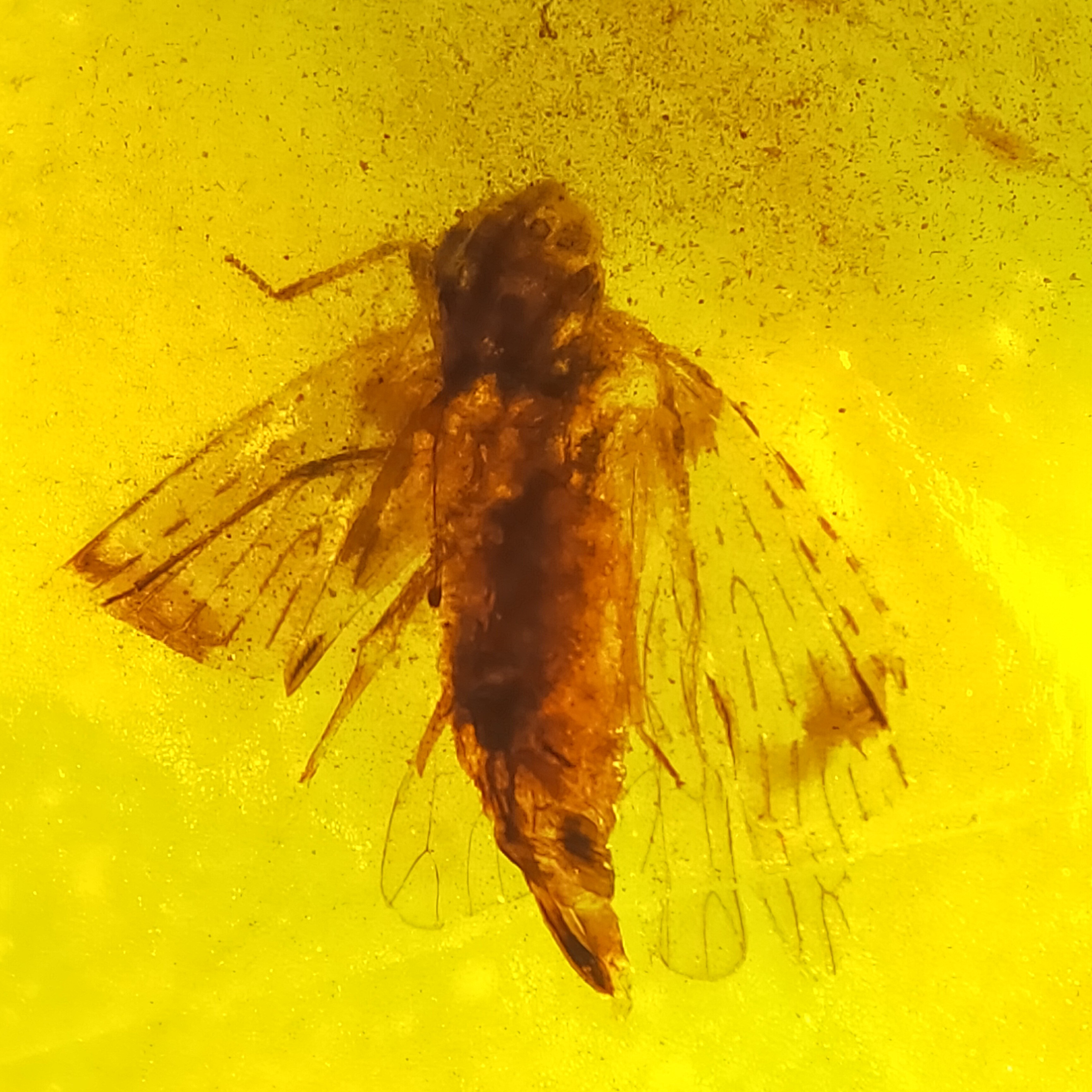 展翅高飞蝉天然缅甸琥珀特色虫珀戒面配饰原石裸石无优化化石保真