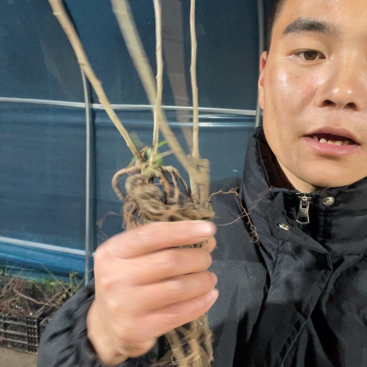 凌之舞海棠花一颗苗