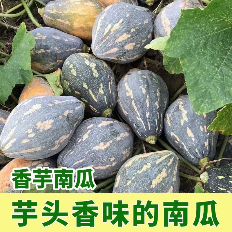 新鲜当季广西正宗香芋南瓜芋香味甜糯蔬菜减脂宝宝辅食香糯老南瓜约4-5斤