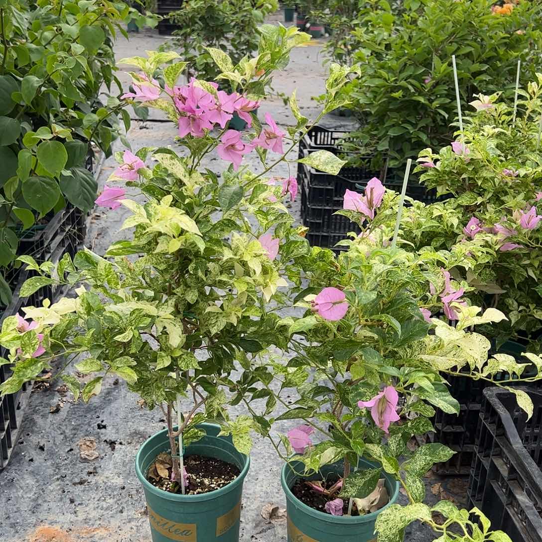 大部分花苞少量开放英达一颗