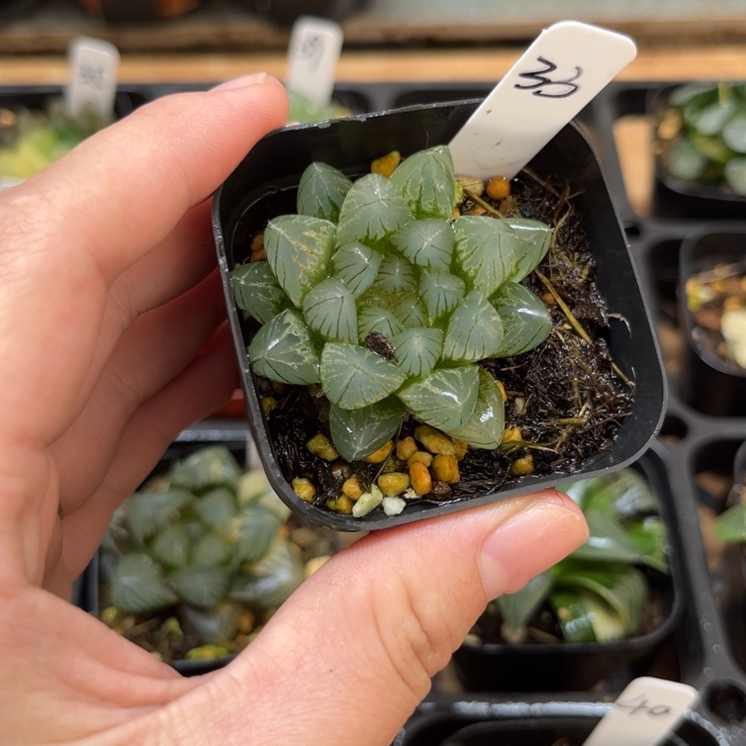 33龙爪玉露锦一物一拍