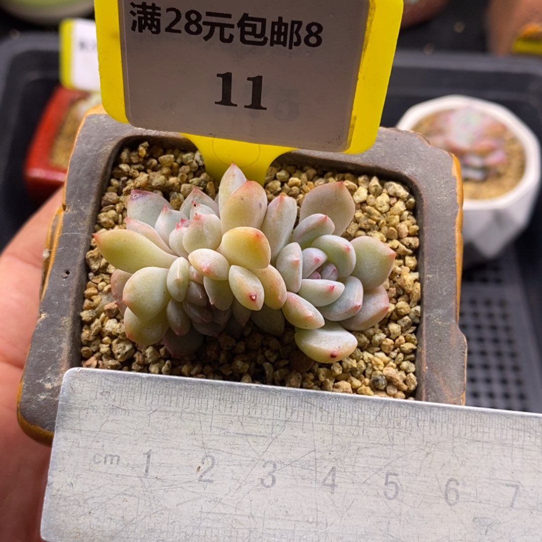 811青提珍妮缀化多肉植物