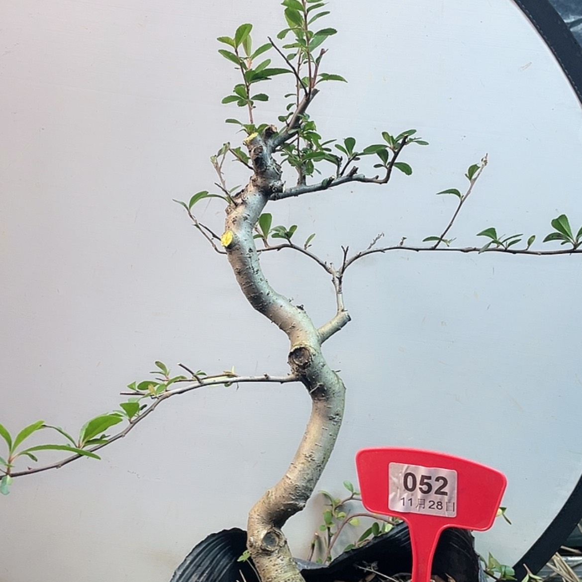 【闪购商品】无花朵052