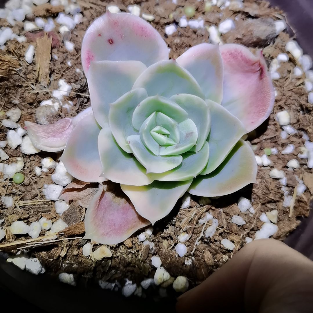 星娜塔锦主头头盖带根