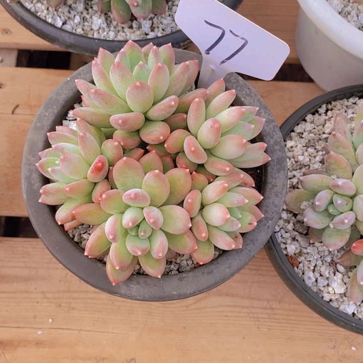 ?****?这么久不回来也没什么