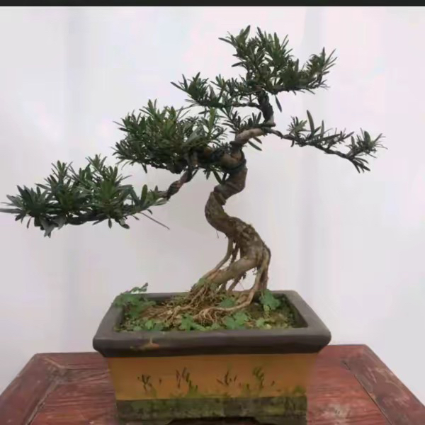 小型红芽罗汉松银杏树石楠花迎客松（一物一拍舍利子）罗汉松盆景