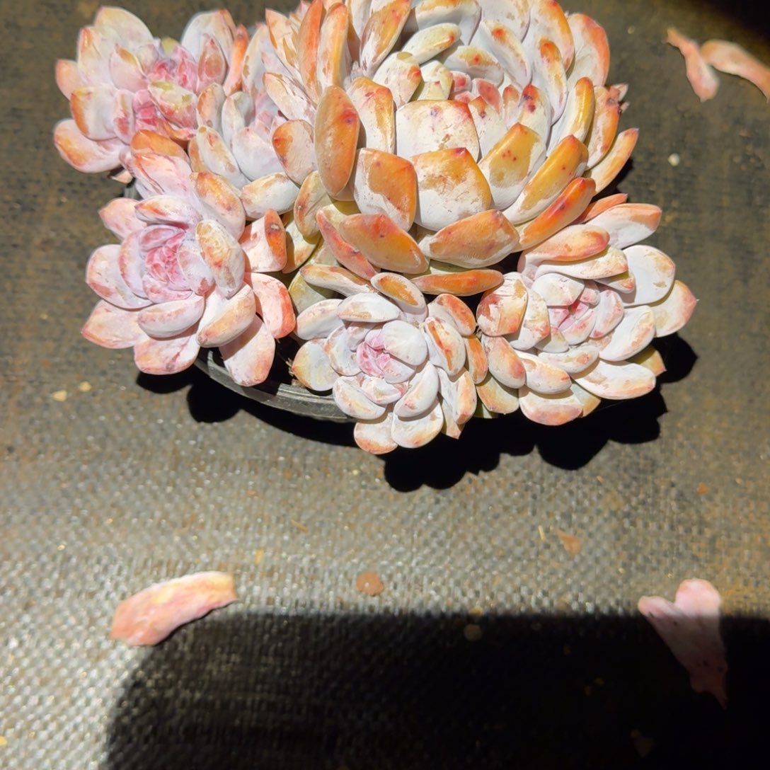 小***兒石化橙梦路多肉植物