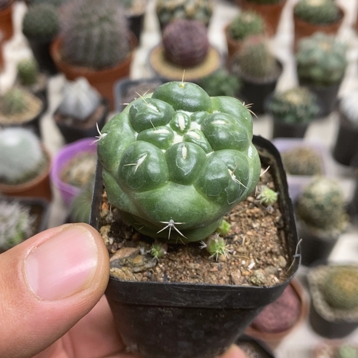 无刺象牙特价包邮