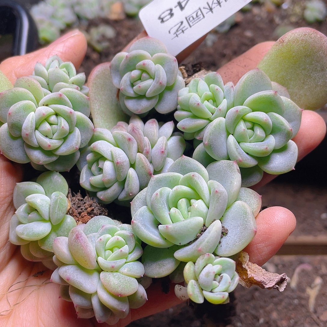 多肉植物多肉植物648