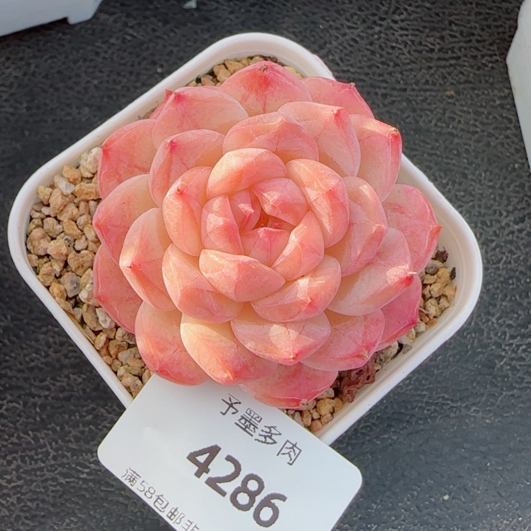 美心，4286多肉植物