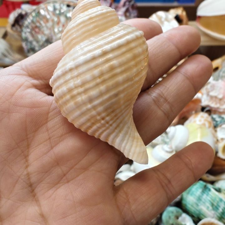 石材寄居蟹替换壳