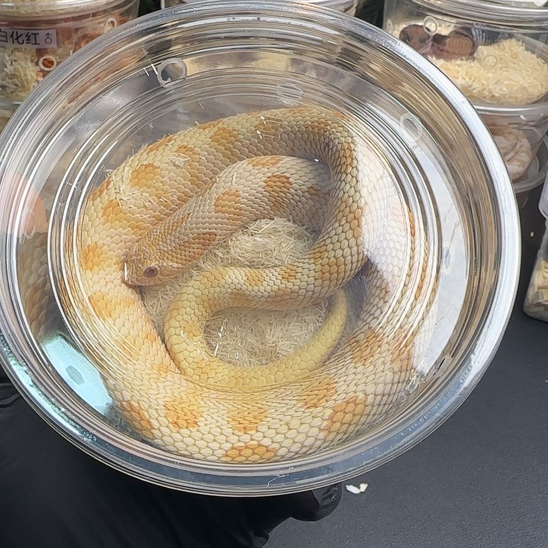 肥尾守宫猪鼻000001