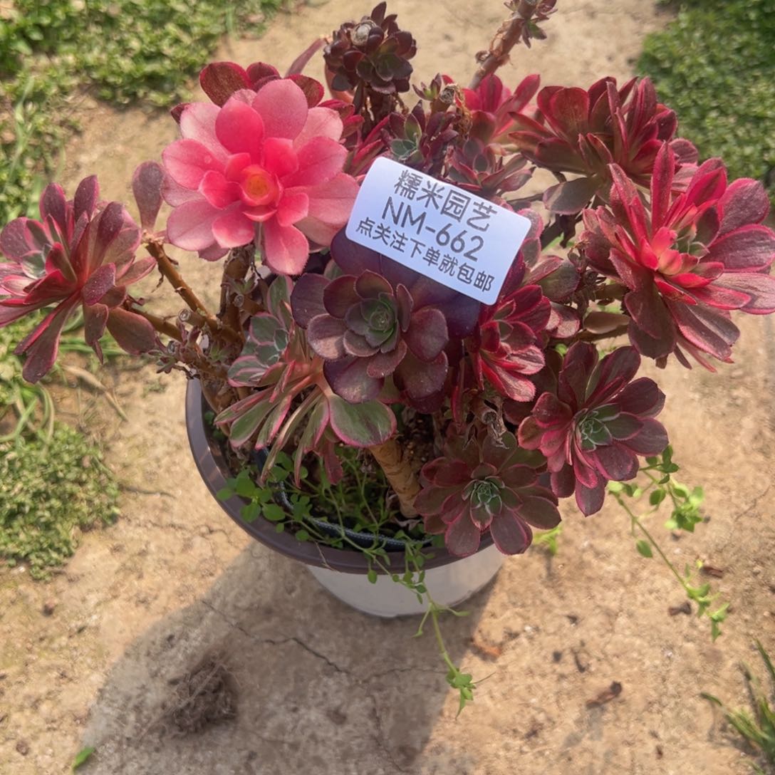 海王砍头母本桩多肉植物662