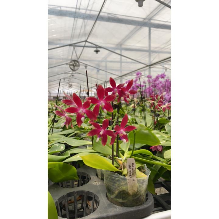 2.5寸 盾花C1（红白跳）花剑