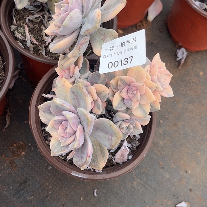 燕***儿紫乐锦群，一物一拍