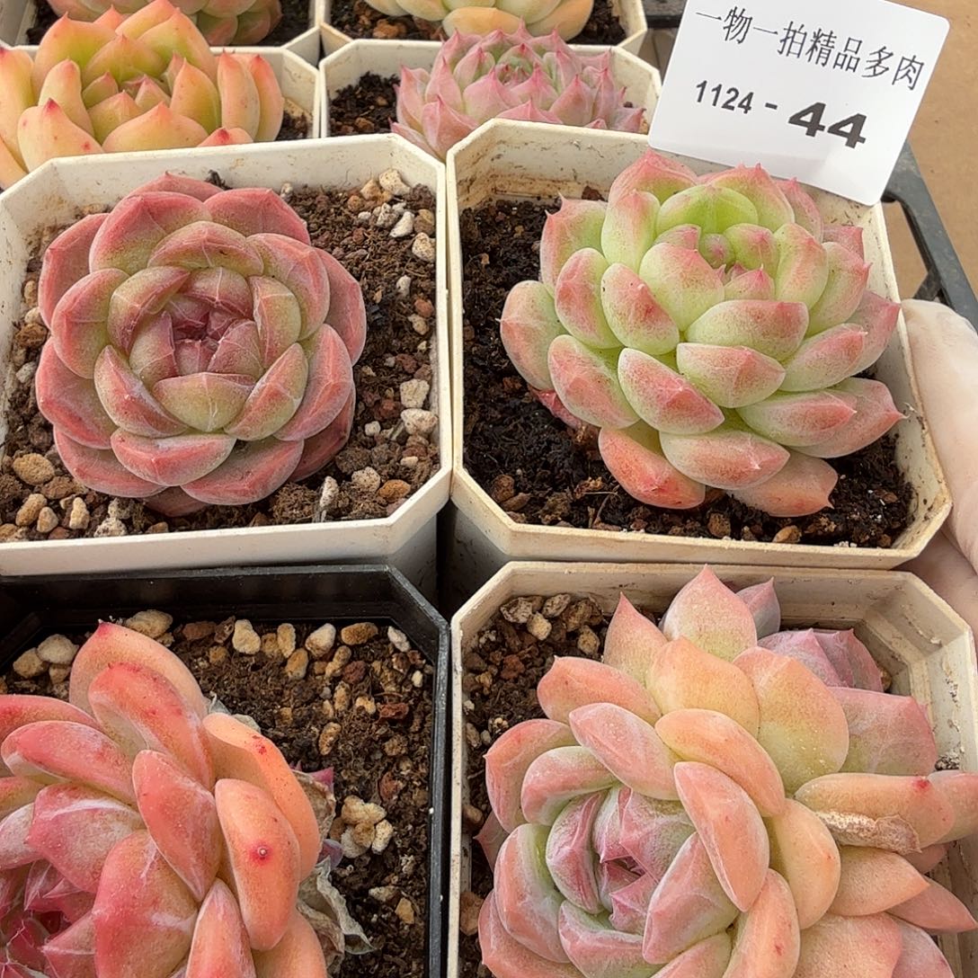 1124-44四颗多肉组合