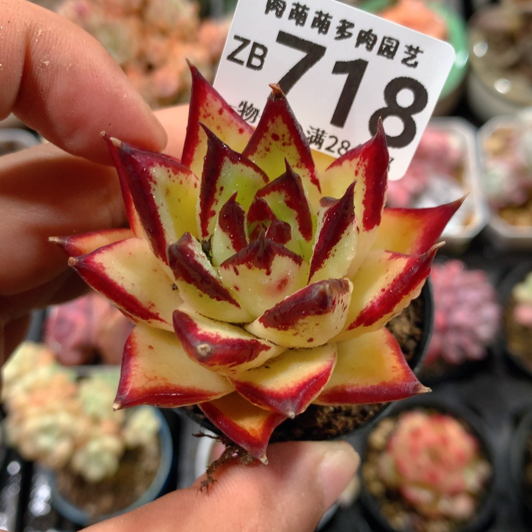 5CM拇指盆精控多肉ZB718