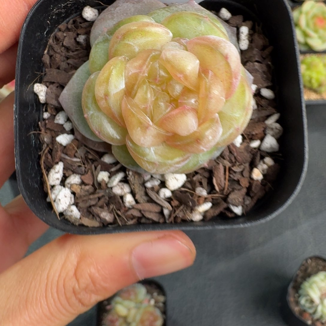 093-蟹黄堡单头一颗