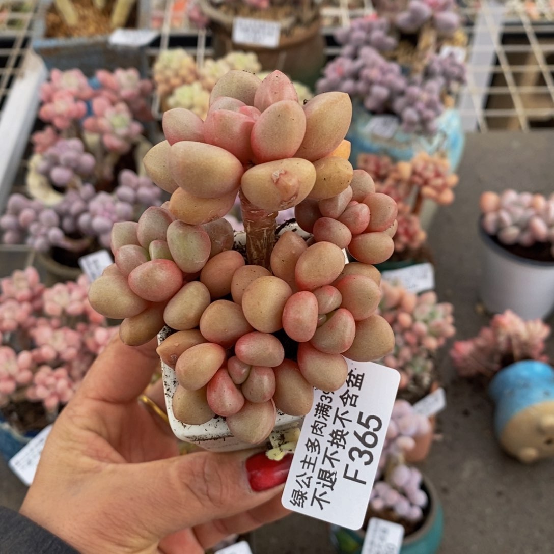 先锋派365/7c m多肉